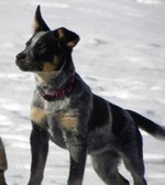 Australian Cattle Dog on the beach