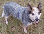 Australian Cattle Dog watching you