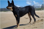 Australian Kelpie at the seaside