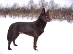 Australian Kelpie winter