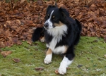 Australian Shepherd autumn