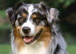 Australian Shepherd dog face