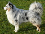 Australian Shepherd Missy