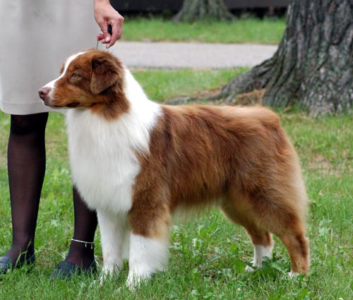 Australian Shepherd wallpaper