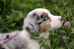 Australian Shepherd