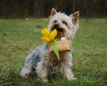 Australian Silky Terrier and a basket with flowers