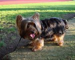 Australian Silky Terrier at the stadium