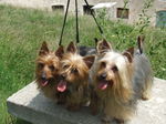 Three Australian Silky Terrier dogs