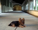 Australian Silky Terrier in the old house