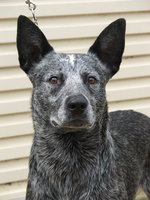 Australian Stumpy Tail Cattle Dog face