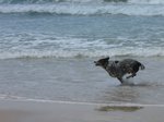 Australian Stumpy Tail Cattle Dog running in the water