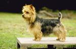 Australian Terrier dog