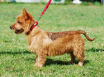 Australian Terrier on a walk