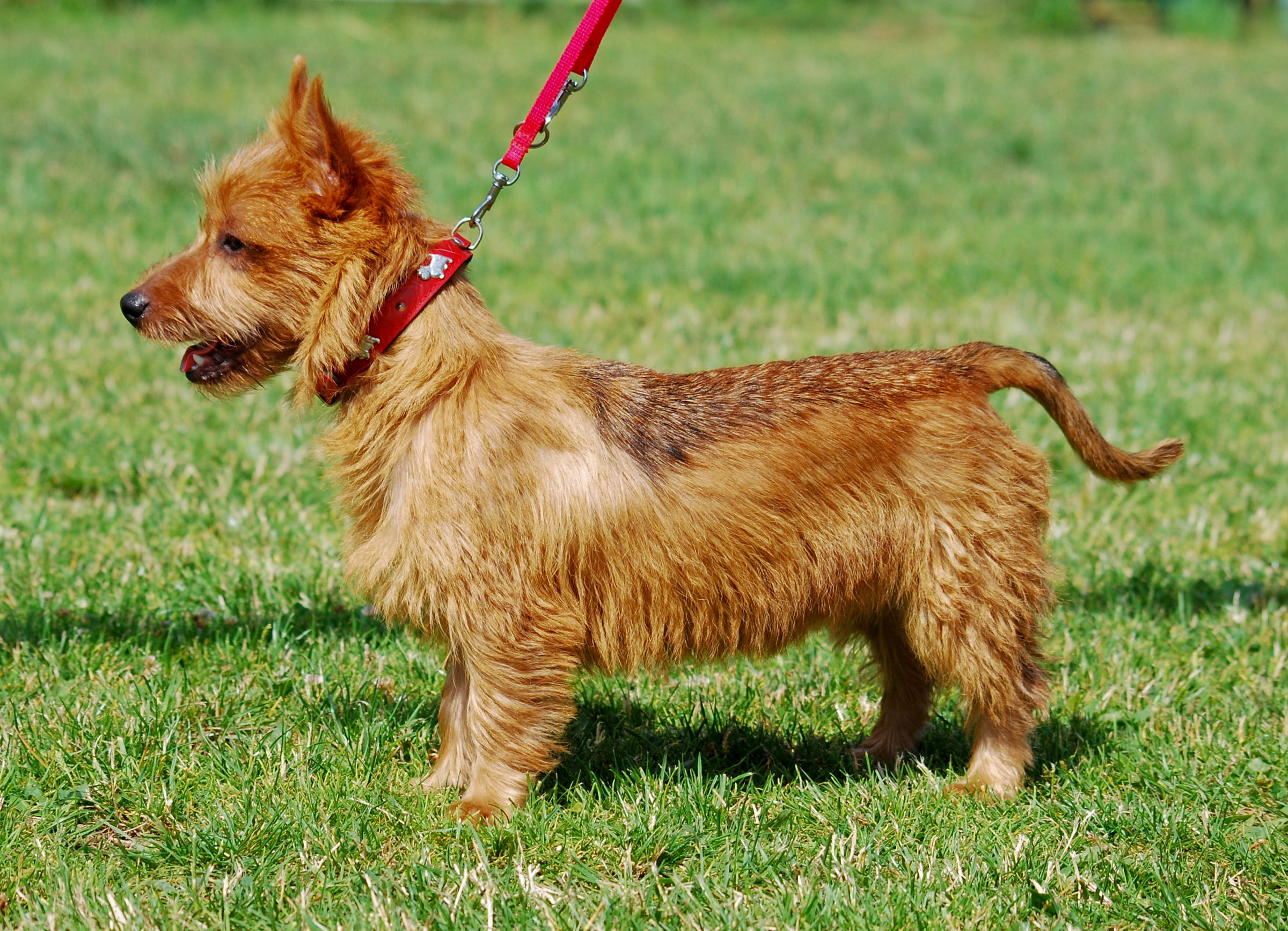 Australian Terrier wallpaper