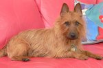 Australian Terrier resting