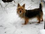 Australian Terrier wintertime