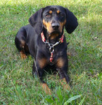 Austrian Black and Tan Hound at funny collar