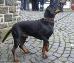 Austrian Black and Tan Hound outdoors