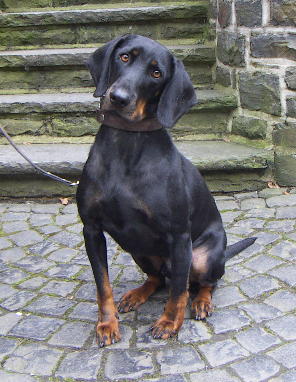 Austrian Black and Tan Hound wallpaper