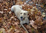 Austrian Pinscher in leaves