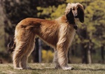 Autumn Afghan-hound