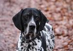 Autumn Braque du Puy dog