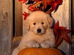 Autumn Golden Retriever puppy