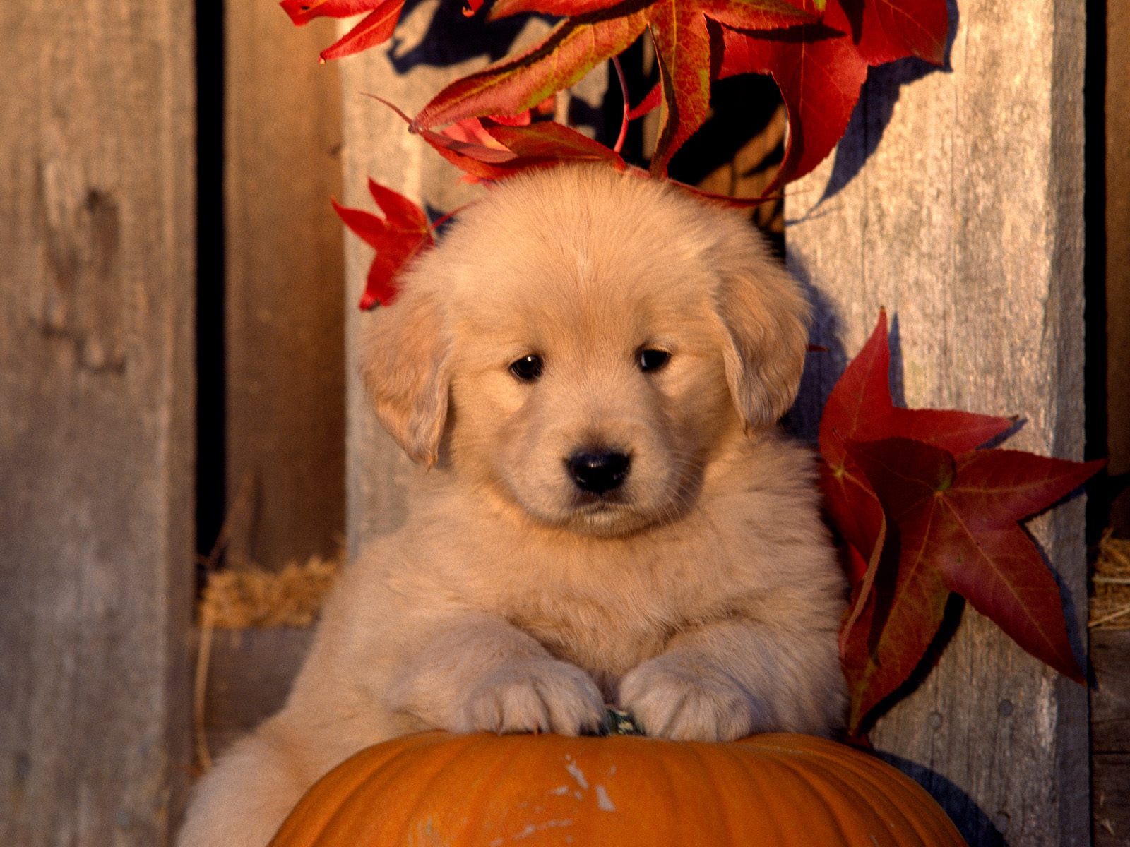 Autumn Golden Retriever puppy photo and wallpaper. Beautiful Autumn