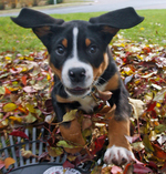 Autumn Greater Swiss Mountain Dog 