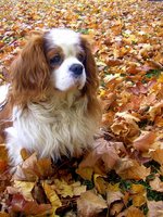 Autumn King Charles Spaniel dog