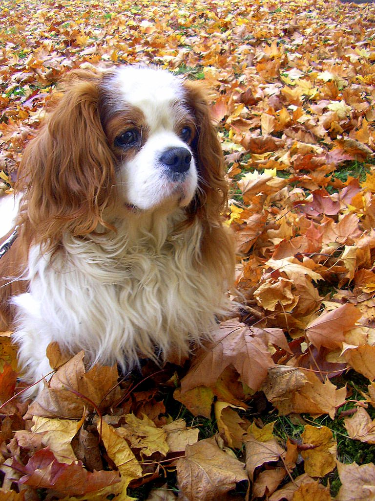 Autumn King Charles Spaniel dog wallpaper