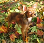 Autumn Russian Toy dog