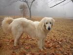 Autumn Slovak Cuvac dog