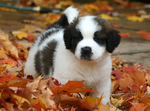 Autumn St.Bernanrd puppy