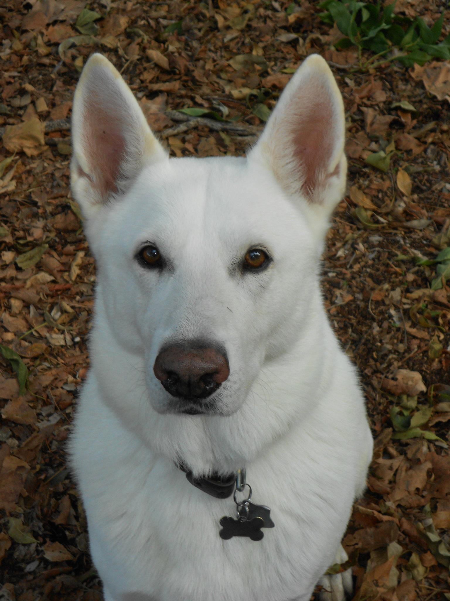 Autumn White Shepherd dog wallpaper