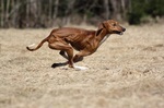Azawak dog jumping