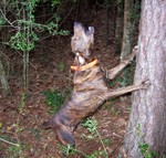 Barking Tennessee Treeing Brindle