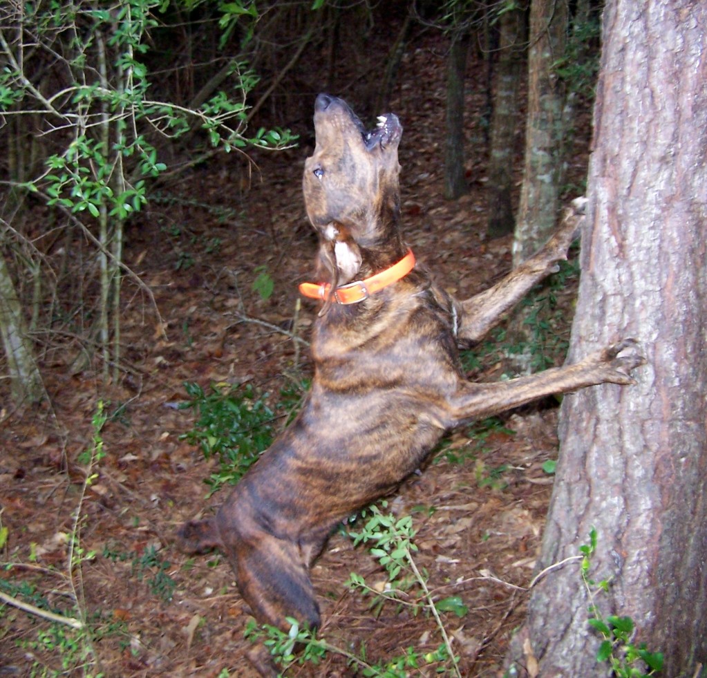 Древесная теннессийская тигровая собака лает фото