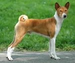 Basenji dog