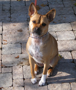 Basenji dog looking at you