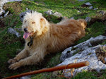 Basque Shepherd Dog in the field