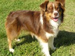 Basque Shepherd Dog on the grass