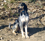 Basset Bleu de Gascogne autumn