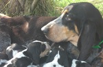 Basset Bleu de Gascogne dog and puppies