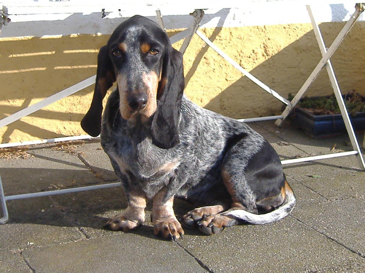 Basset Bleu De Gascogne Dog Photo And Wallpaper Beautiful Basset Bleu De Gascogne Dog Pictures
