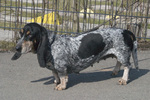 Basset Bleu de Gascogne girl