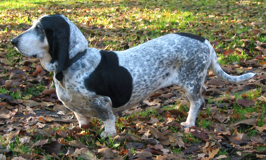 Basset Bleu de Gascogne wallpaper