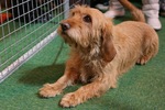 Basset Fauve de Bretagne on the dog show