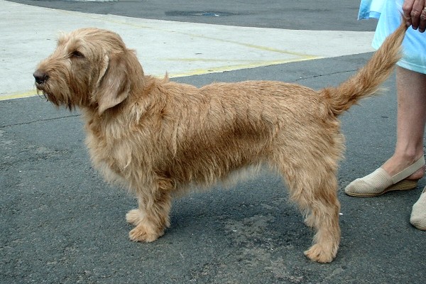 Basset Fauve de Bretagne wallpaper