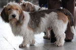 Basset Griffon Vendéen Grand